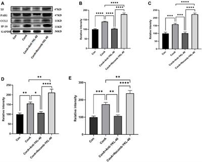 Corrigendum: YKL-40 promotes chemokine expression following drug-induced liver injury via TF-PAR1 pathway in mice